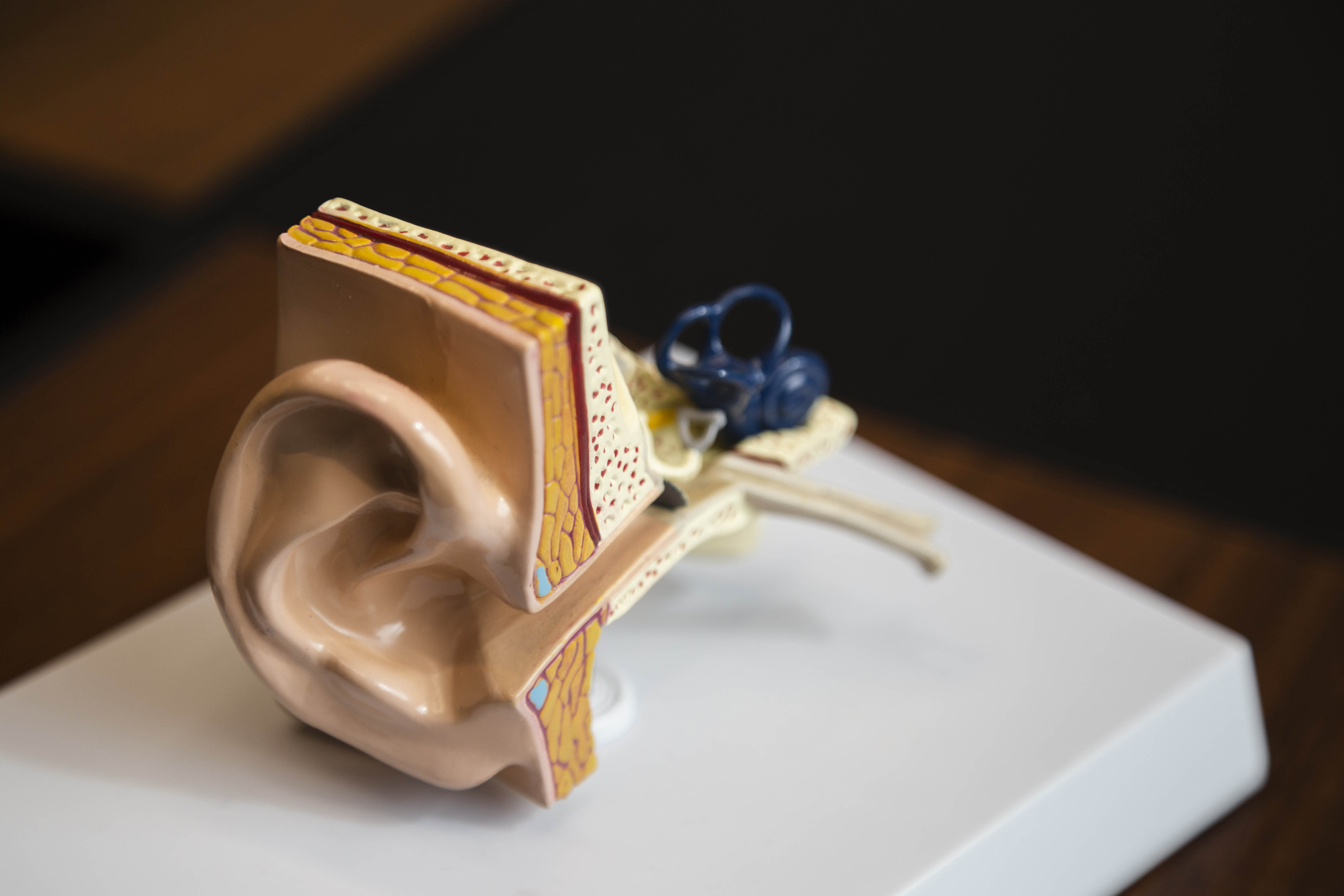 3D anatomical model of the ear
